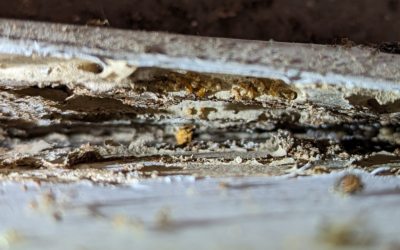 What termite damage can look like