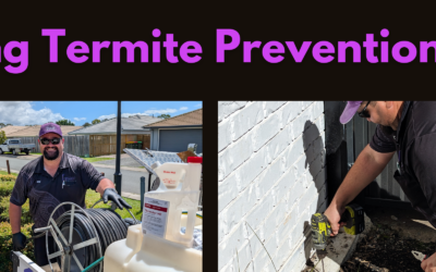 Understanding Termite Prevention Treatments